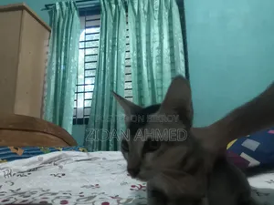 ১-৩ মাসের মেল পিউরব্রেড বেঙ্গল