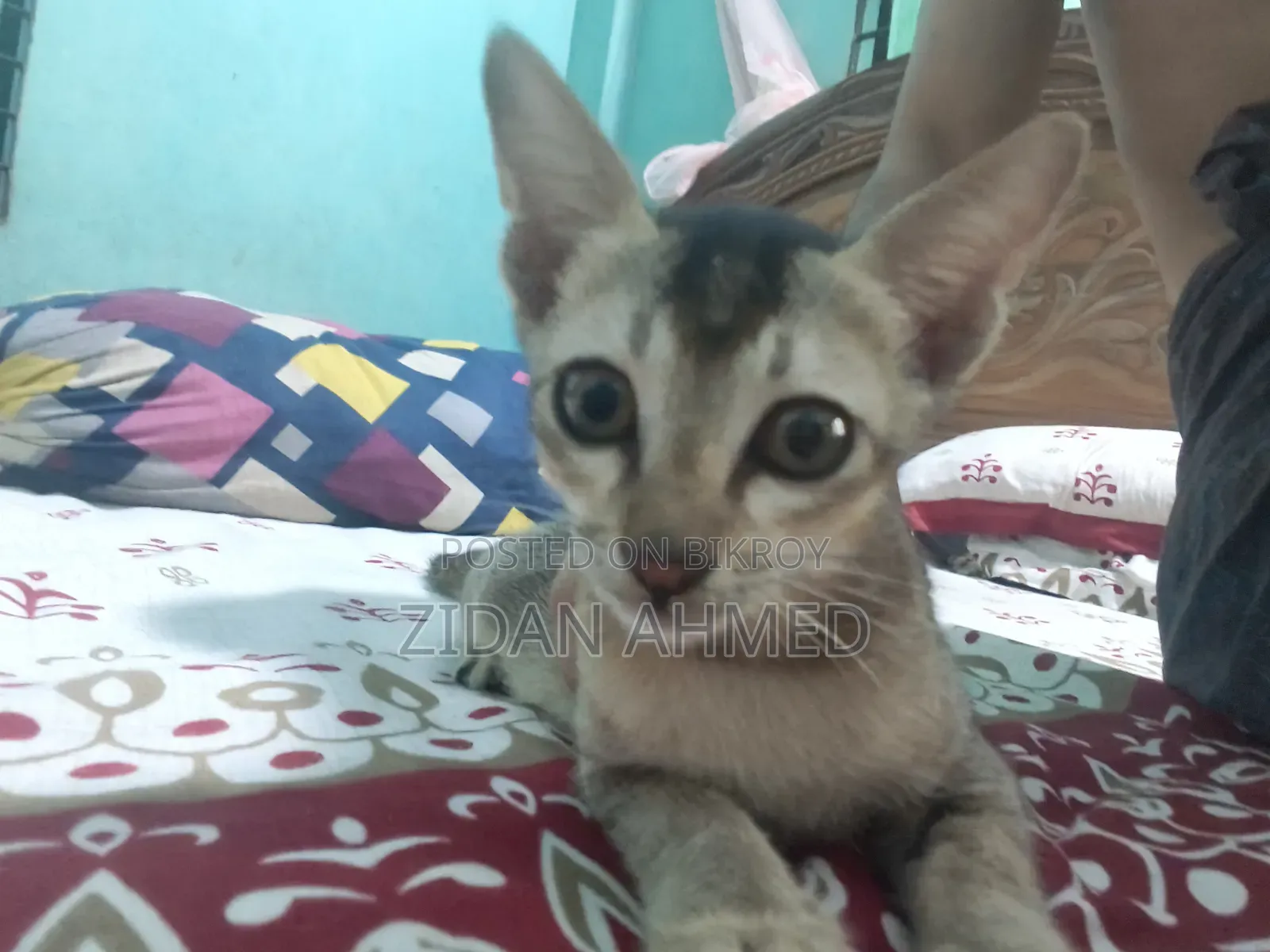 ১-৩ মাসের মেল পিউরব্রেড বেঙ্গল