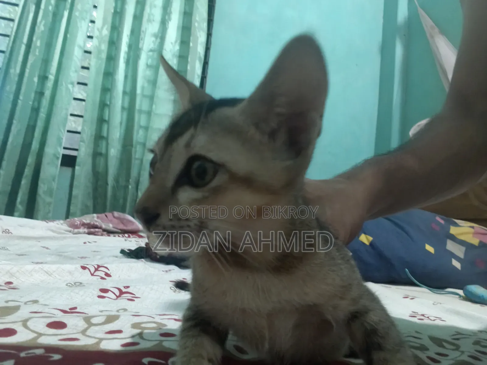 ১-৩ মাসের মেল পিউরব্রেড বেঙ্গল