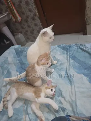 ১-৩ মাসের মেল মিক্সড ব্রিড ব্রিটিশ শর্টহ্যার