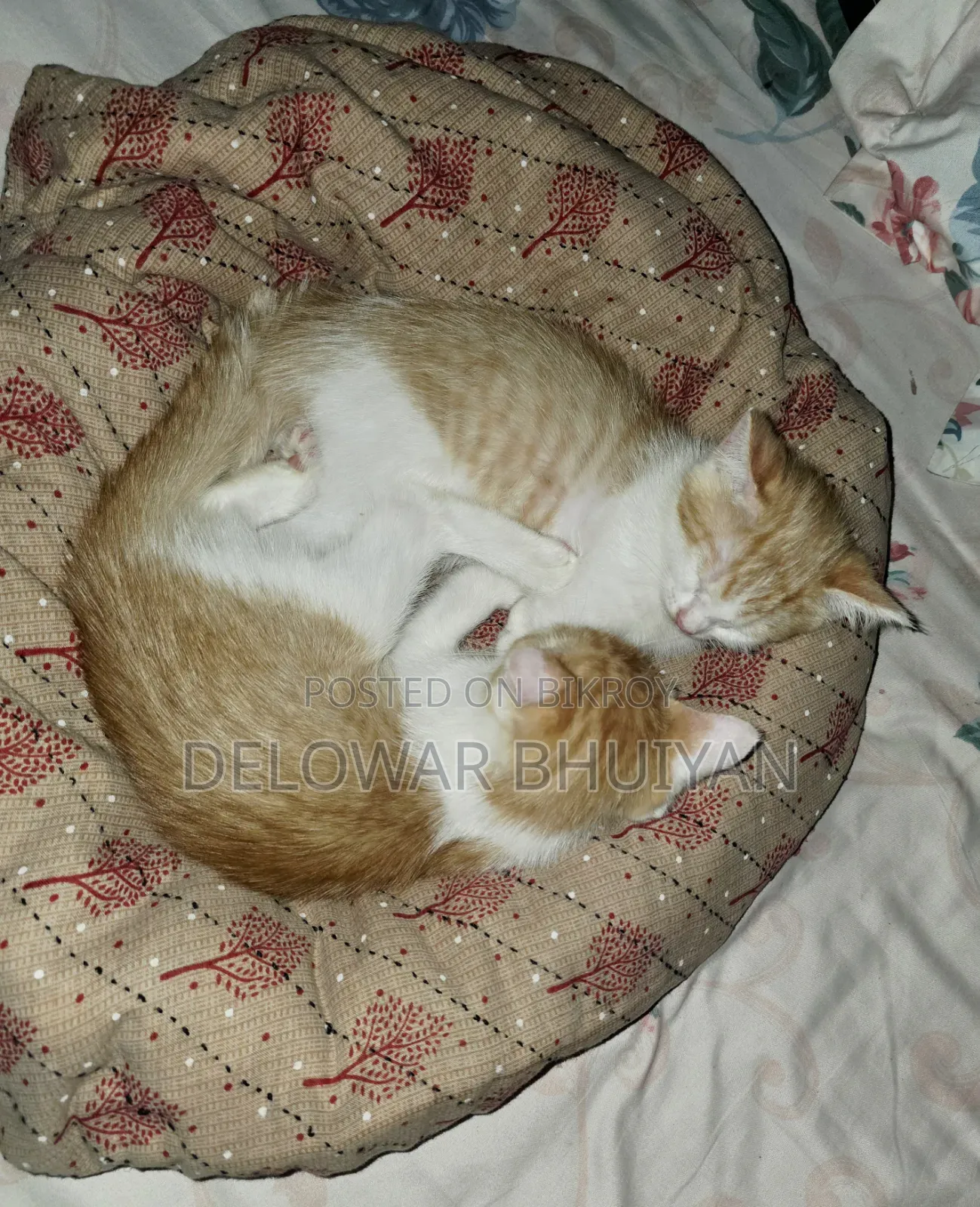1-3 Months Male Mixed Breed British Shorthair
