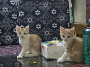 1-3 Months Male Mixed Breed British Shorthair