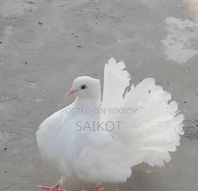 লখা বাচ্চা ১ যোরা