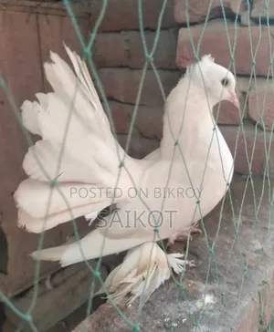লখা বাচ্চা ১ যোরা
