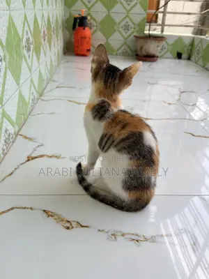 ১-৩ মাসের ফিমেল পিওরব্রেড বেঙ্গল