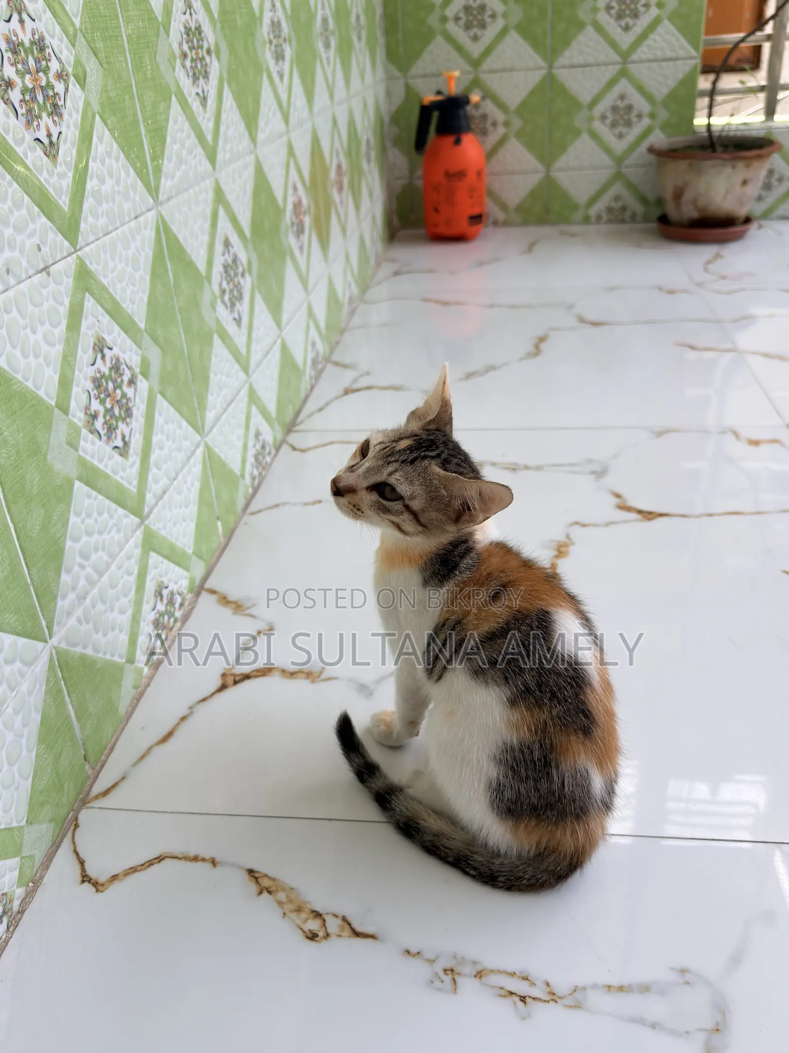 ১-৩ মাসের ফিমেল পিওরব্রেড বেঙ্গল