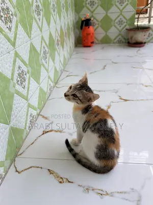 ১-৩ মাসের ফিমেল পিওরব্রেড বেঙ্গল