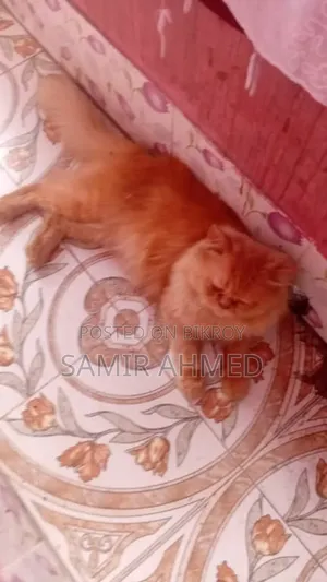 ১+ বছরের পুরুষ পিওর ব্রিড পার্সিয়ান বিড়াল