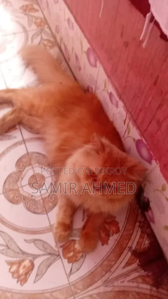 ১+ বছরের পুরুষ পিওর ব্রিড পার্সিয়ান বিড়াল