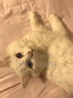 6-12 months Male Purebred Persian