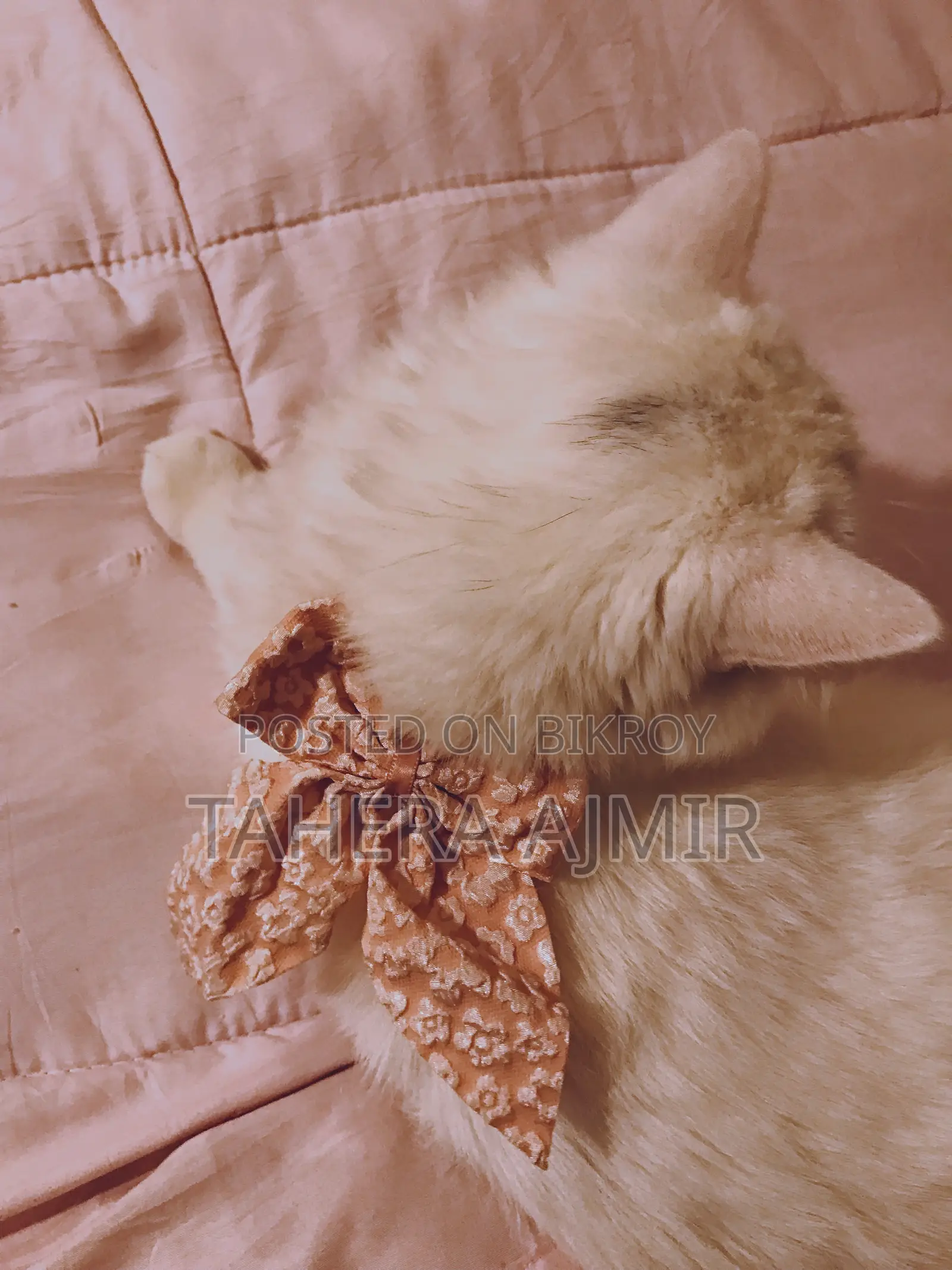 6-12 months Male Purebred Persian