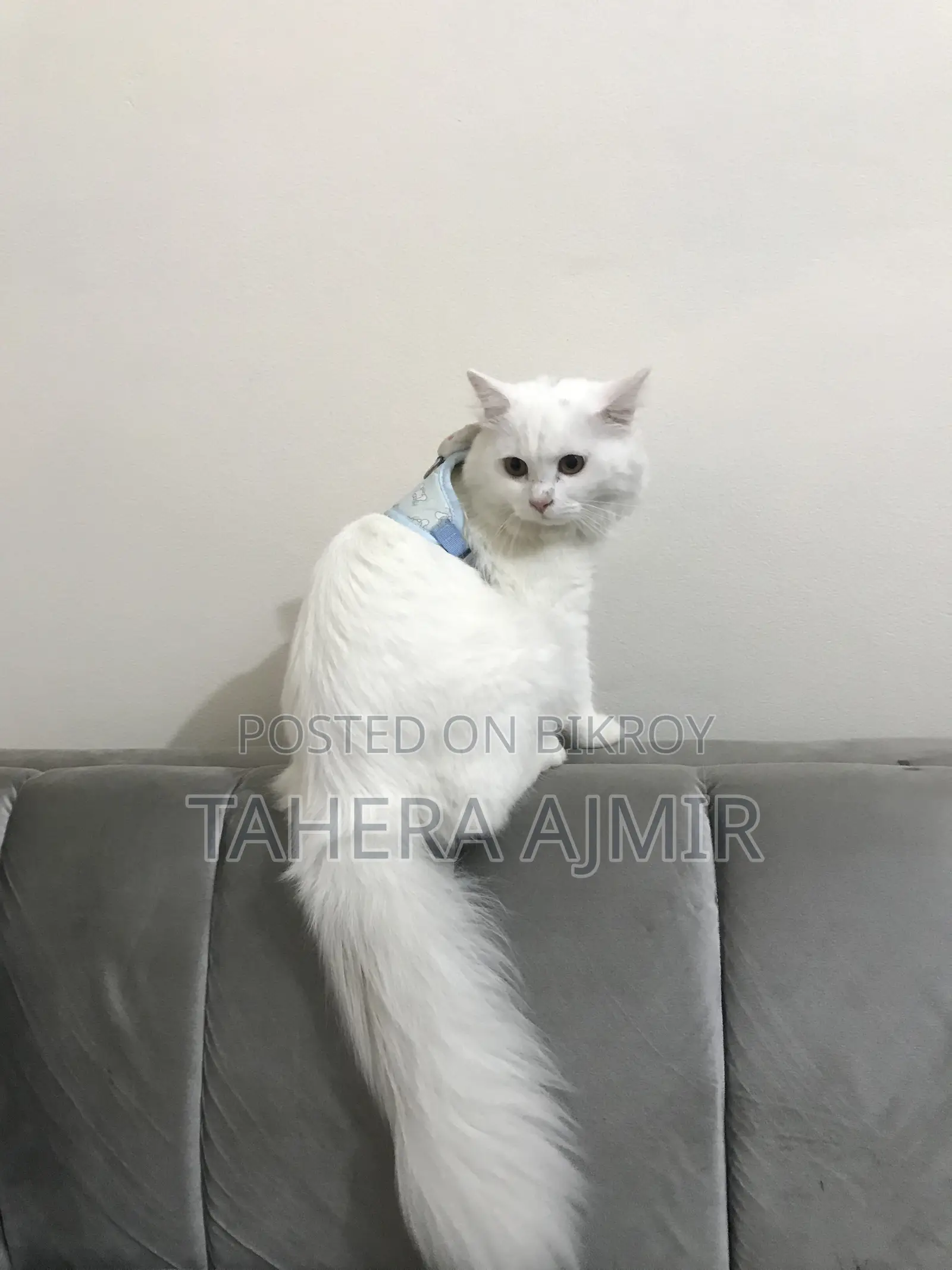 6-12 months Male Purebred Persian