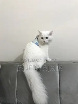 6-12 months Male Purebred Persian