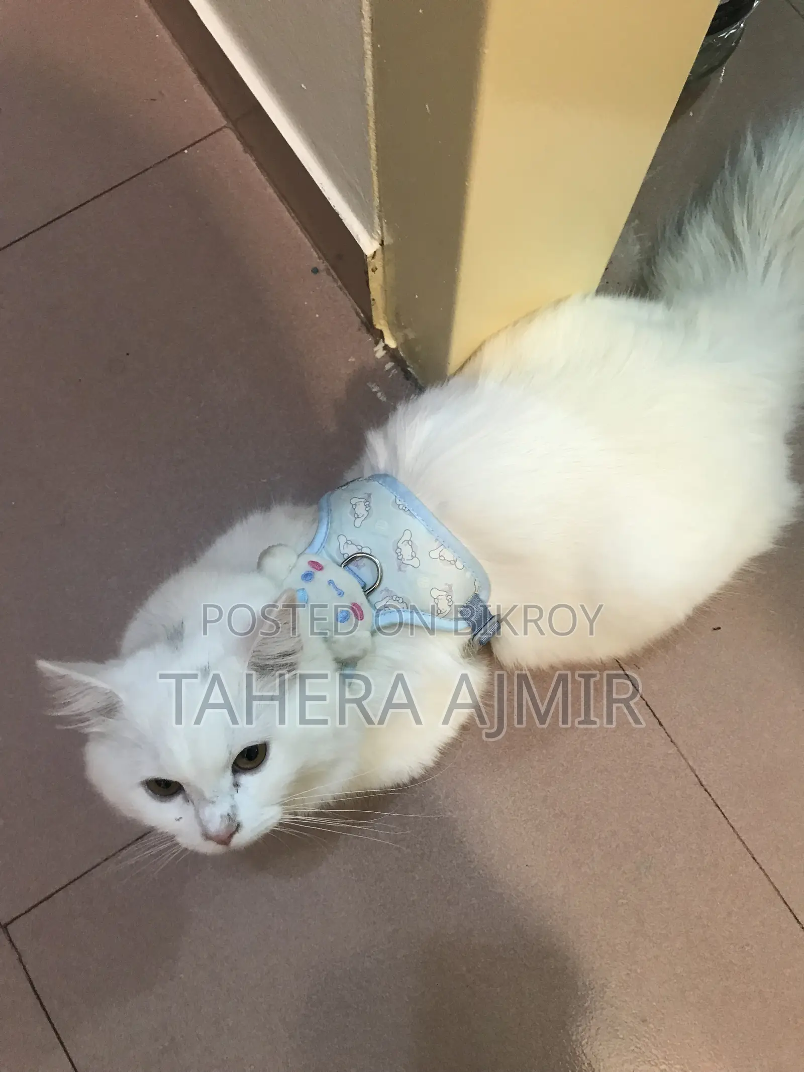 6-12 months Male Purebred Persian