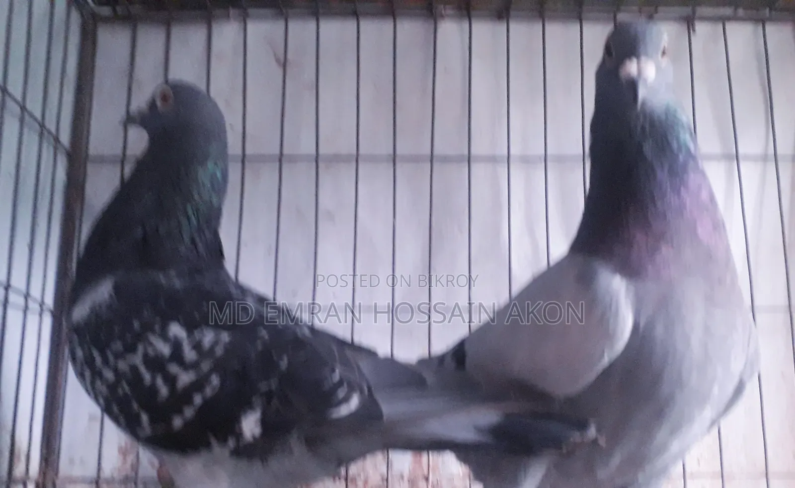 প্রতিমাসে ডিমবাচ্চাঁ করা কবুতর