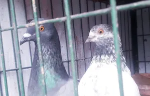 প্রতিমাসে ডিমবাচ্চাঁ করা কবুতর