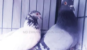 প্রতিমাসে ডিমবাচ্চাঁ করা কবুতর