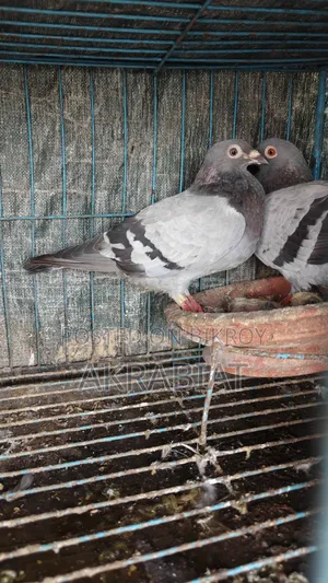 হোমা, গিরিবাজ কবুতর