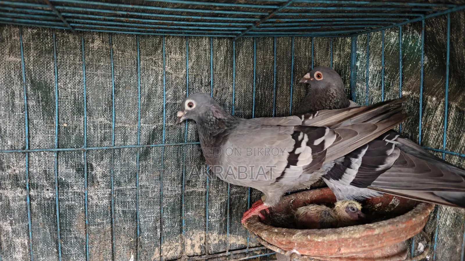 হোমা, গিরিবাজ কবুতর