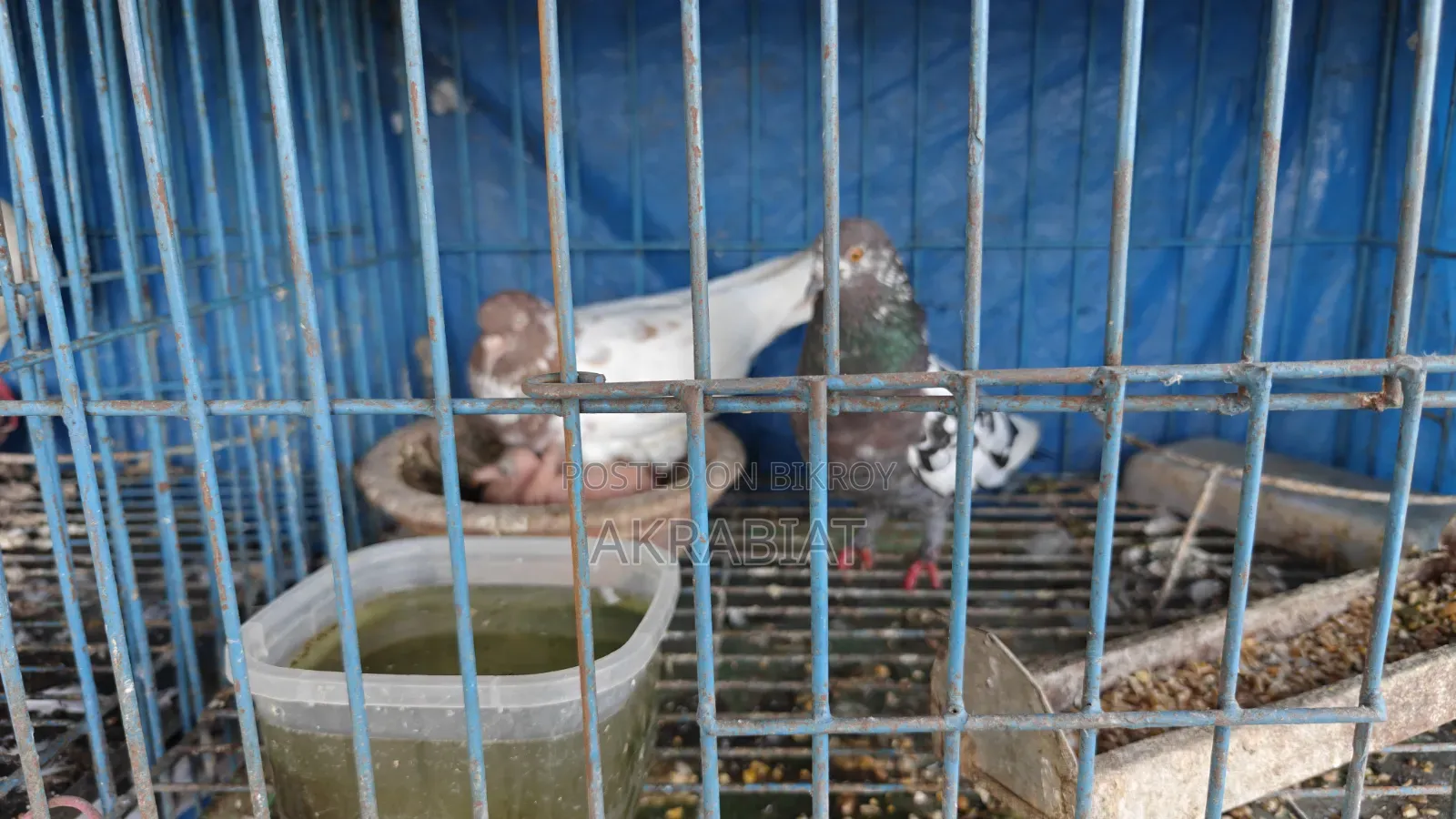 হোমা, গিরিবাজ কবুতর