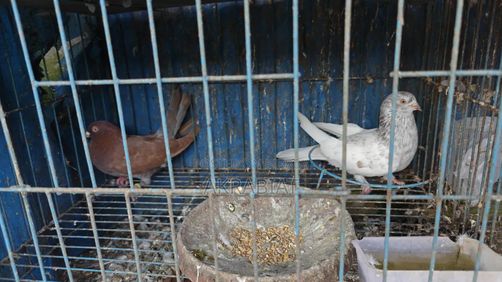 হোমা, গিরিবাজ কবুতর