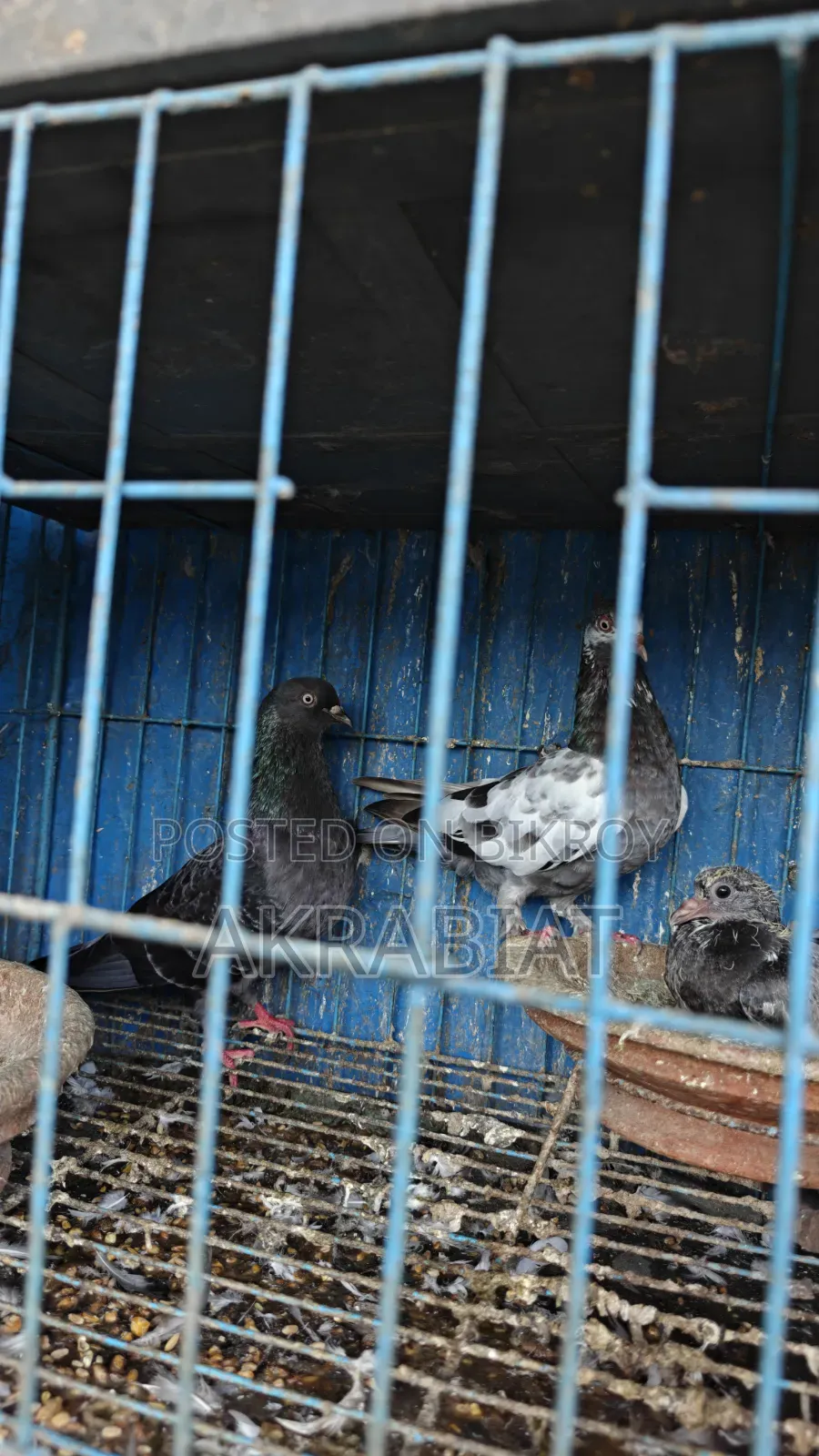 হোমা, গিরিবাজ কবুতর