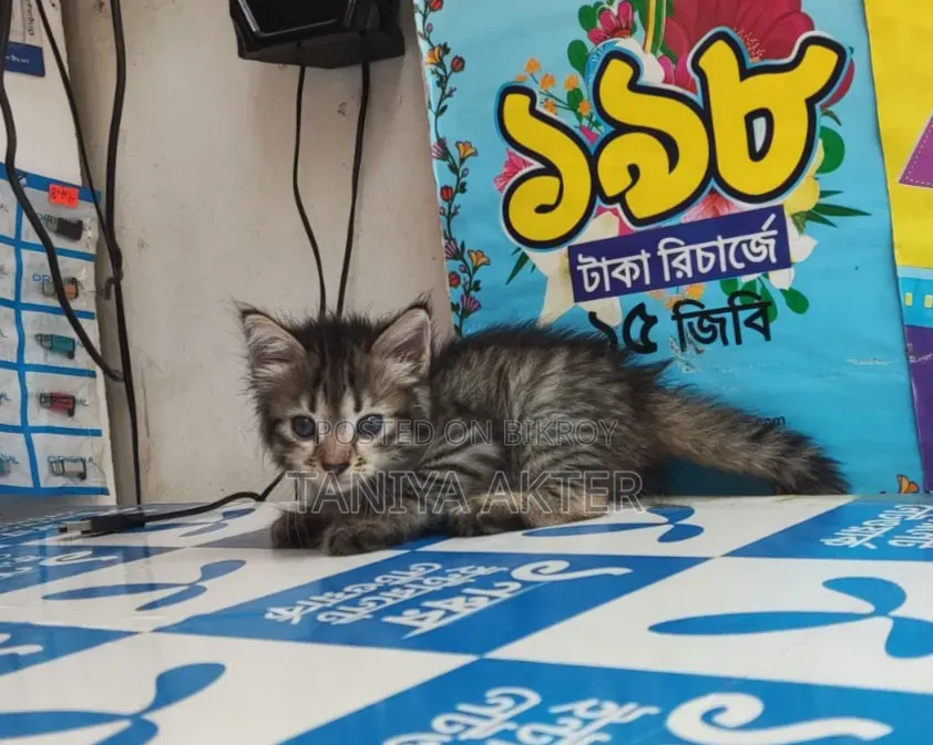 ০-১ মাস বয়সী পুরুষ মিশ্র জাতের পার্সিয়ান