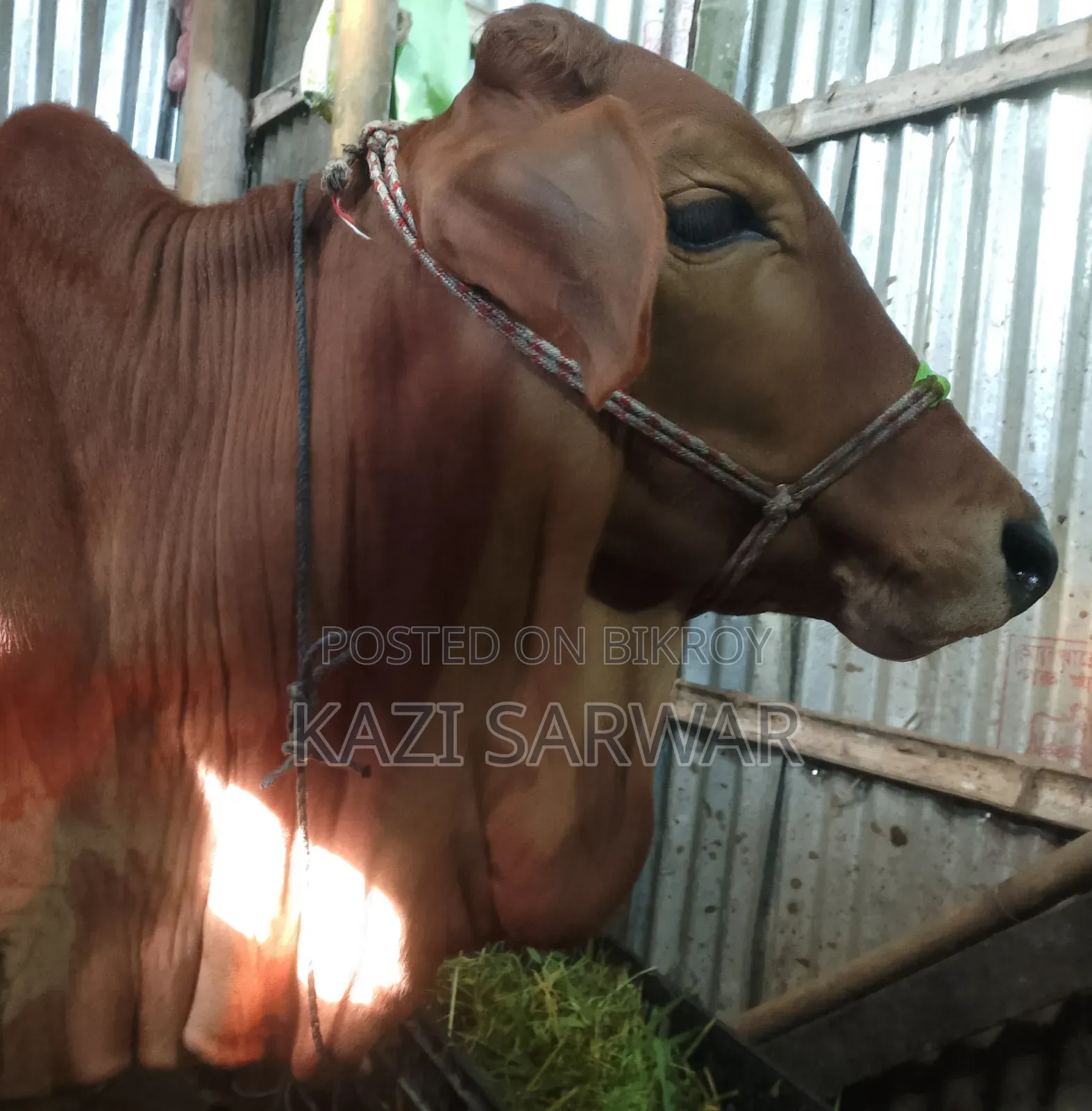 Advanced breed Sahiwal cow and 100% bull calf.
