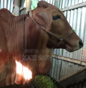 Advanced breed Sahiwal cow and 100% bull calf.