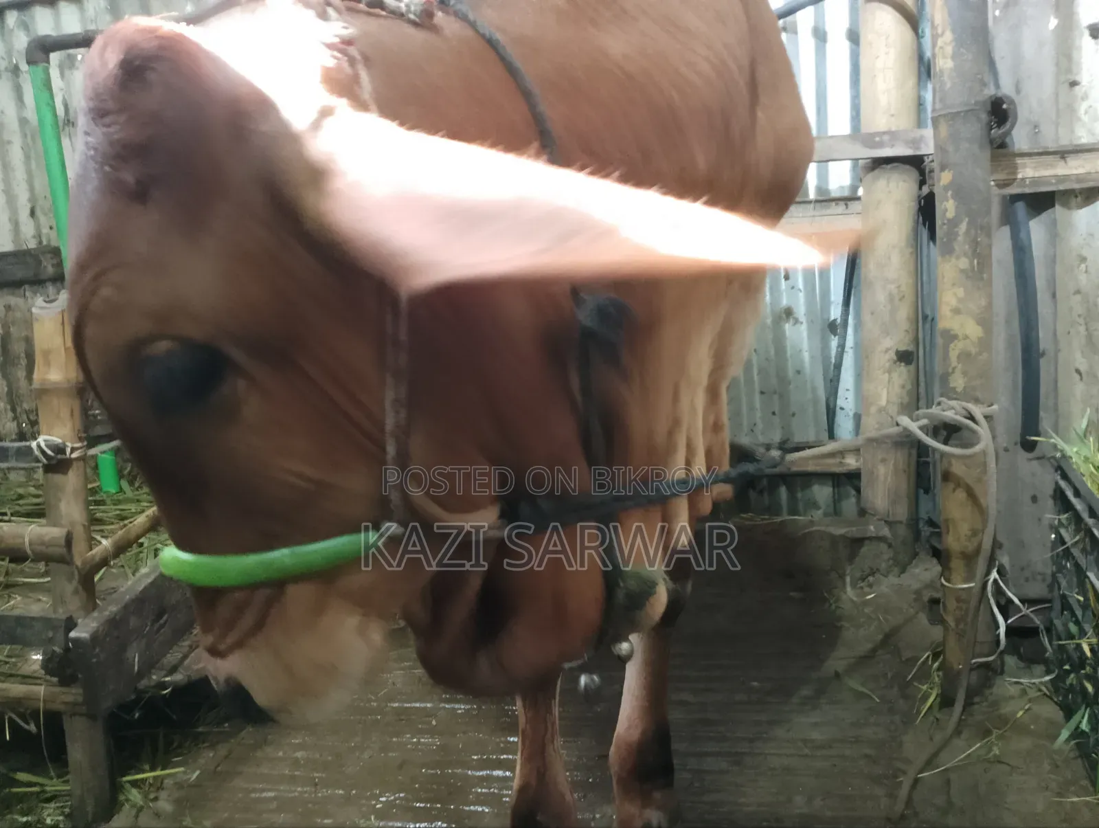 Advanced breed Sahiwal cow and 100% bull calf.