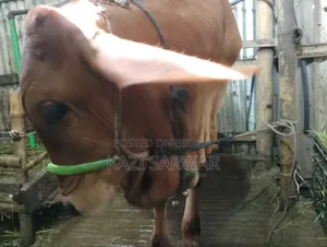 Advanced breed Sahiwal cow and 100% bull calf.