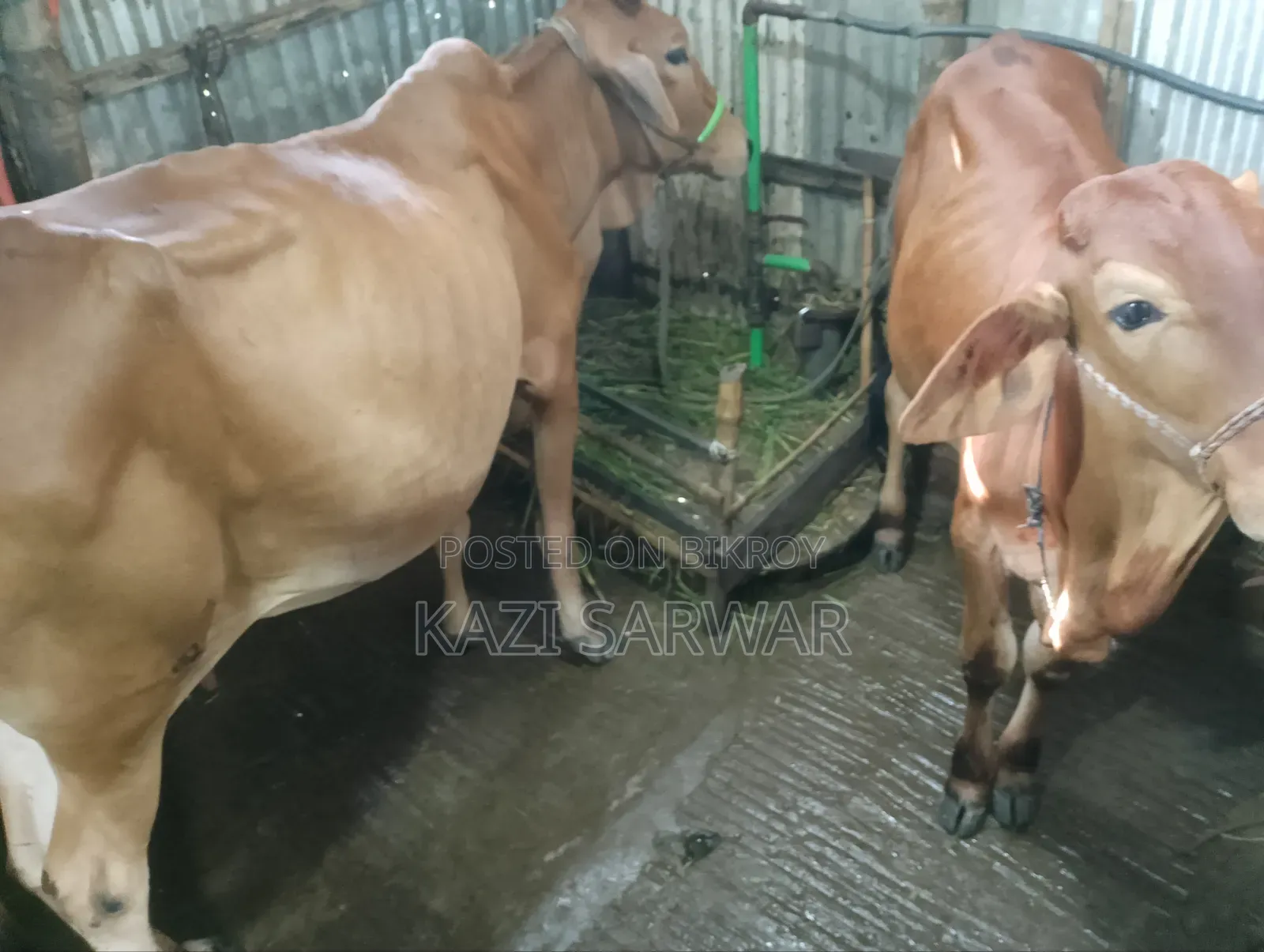 Advanced breed Sahiwal cow and 100% bull calf.