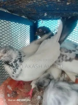 রানিং কবুতর