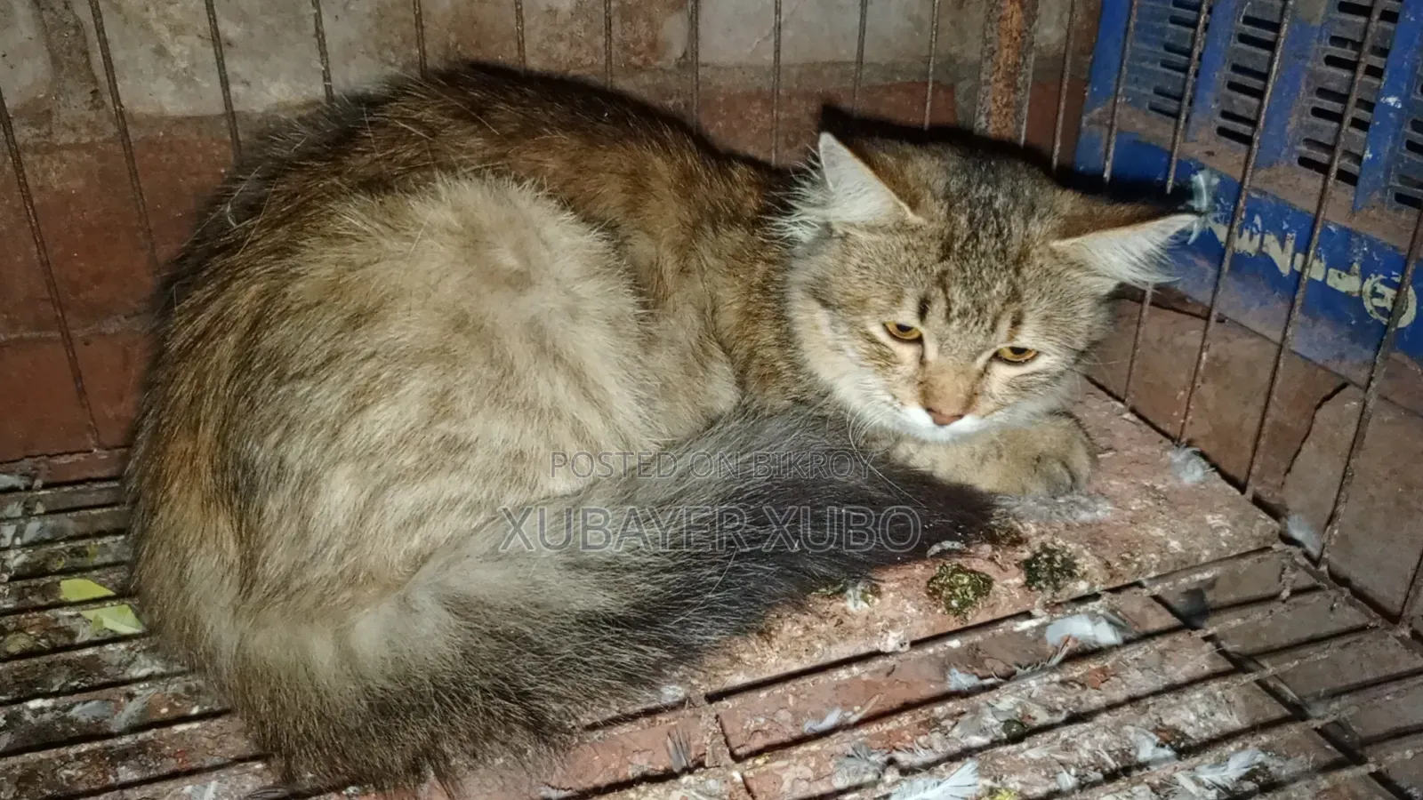 6-12 months Female Purebred Persian