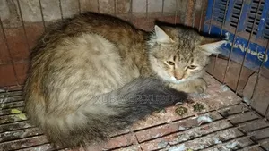 6-12 months Female Purebred Persian