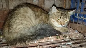 6-12 months Female Purebred Persian
