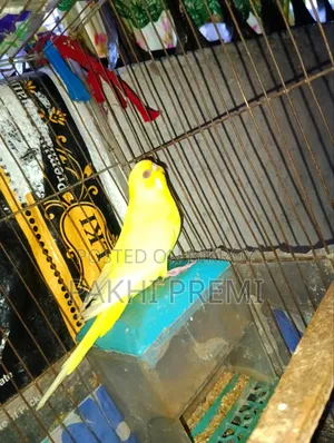 Lutino Running Female