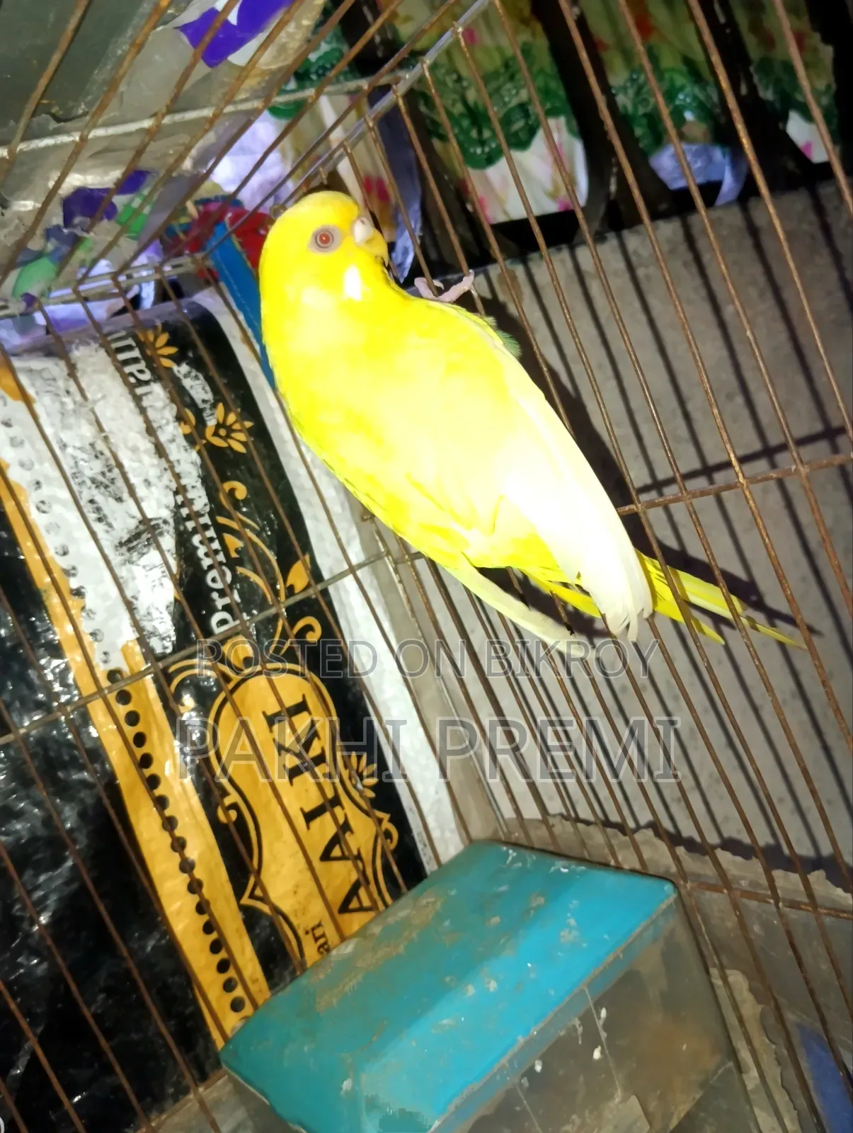 Lutino Running Female