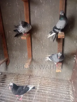 কিছু রানিং কবুতর