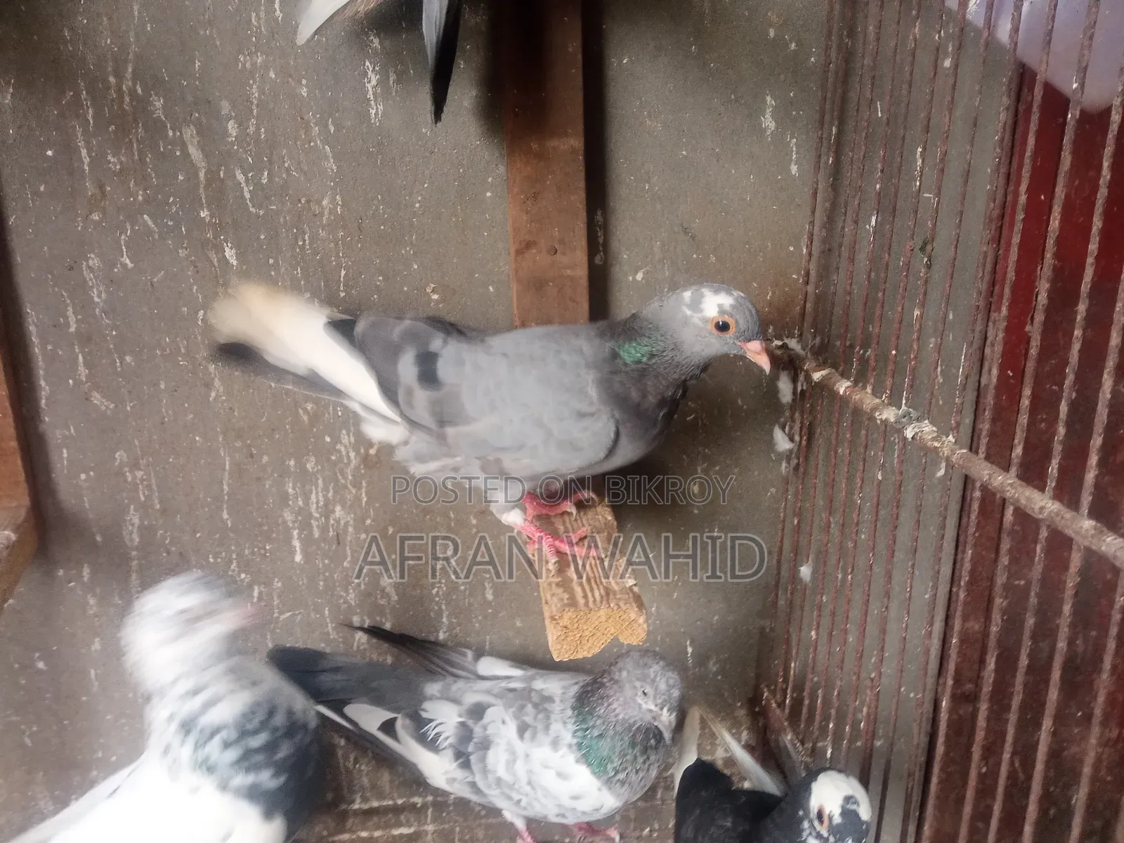 কিছু রানিং কবুতর