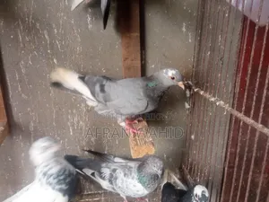 কিছু রানিং কবুতর