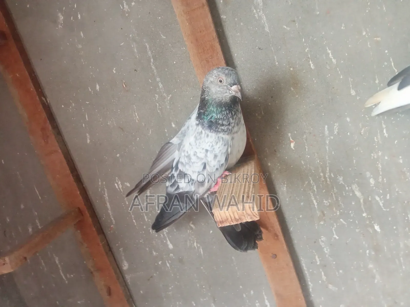 কিছু রানিং কবুতর