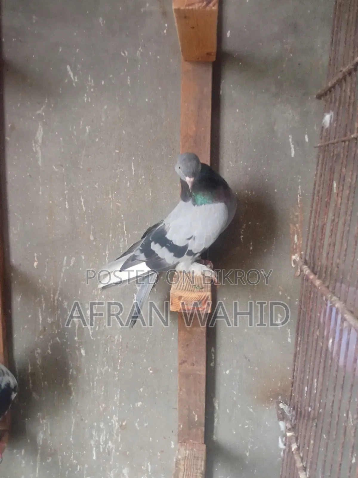 কিছু রানিং কবুতর
