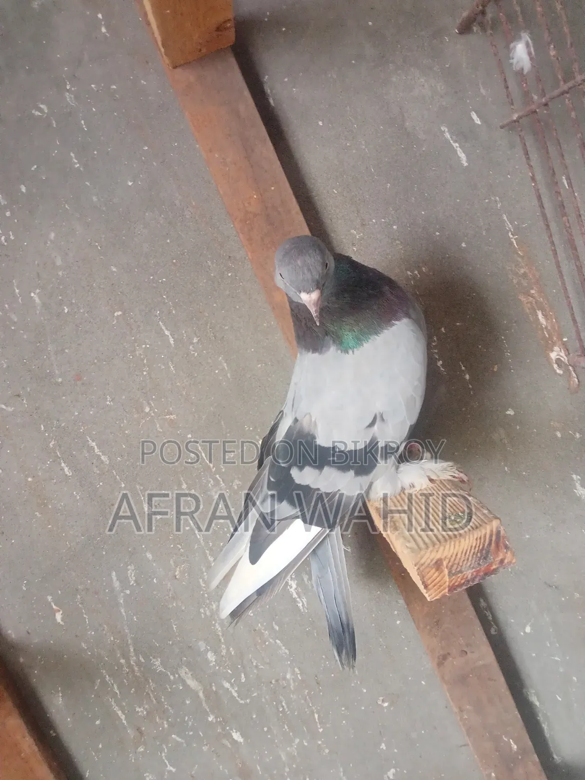 কিছু রানিং কবুতর