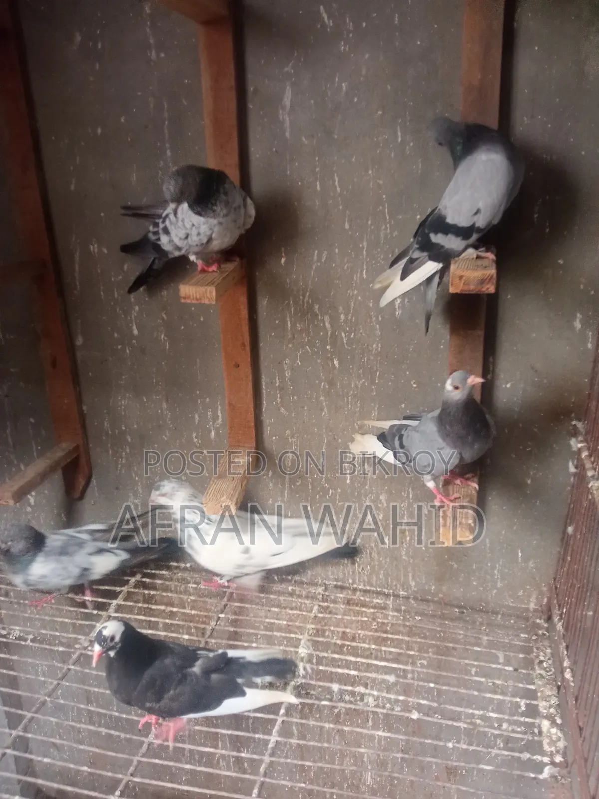 কিছু রানিং কবুতর