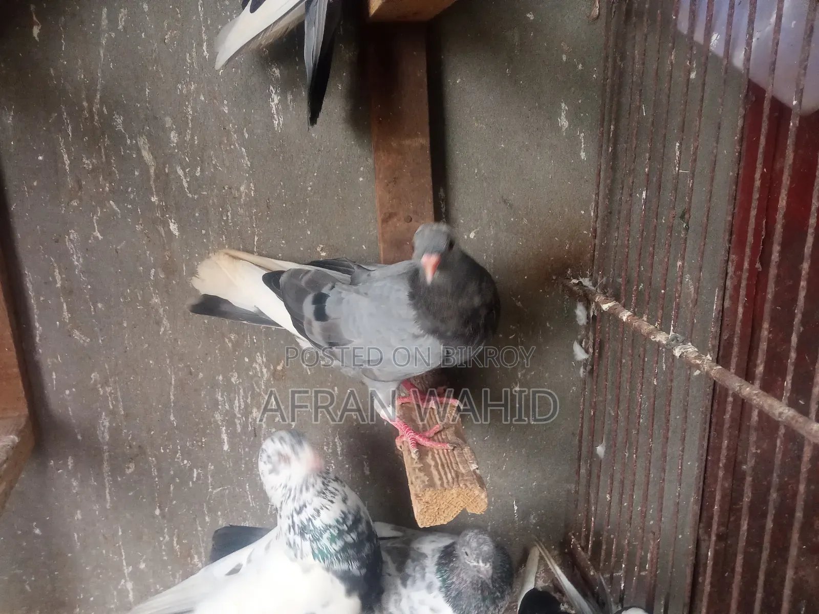 কিছু রানিং কবুতর