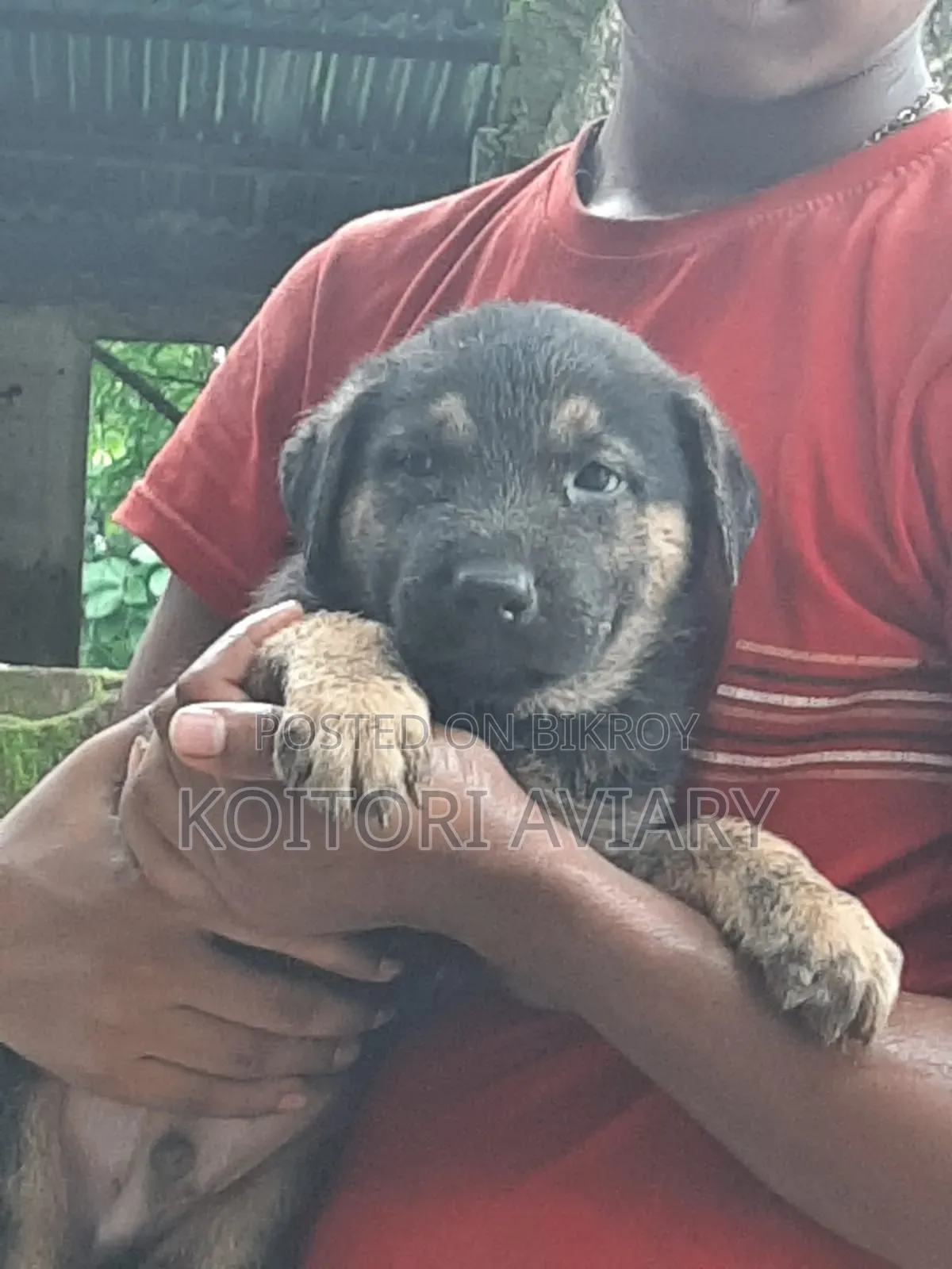 1-3 Months Male Purebred Dutch Shepherd
