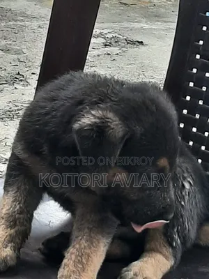 1-3 Months Male Purebred Dutch Shepherd