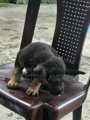 1-3 Months Male Purebred Dutch Shepherd