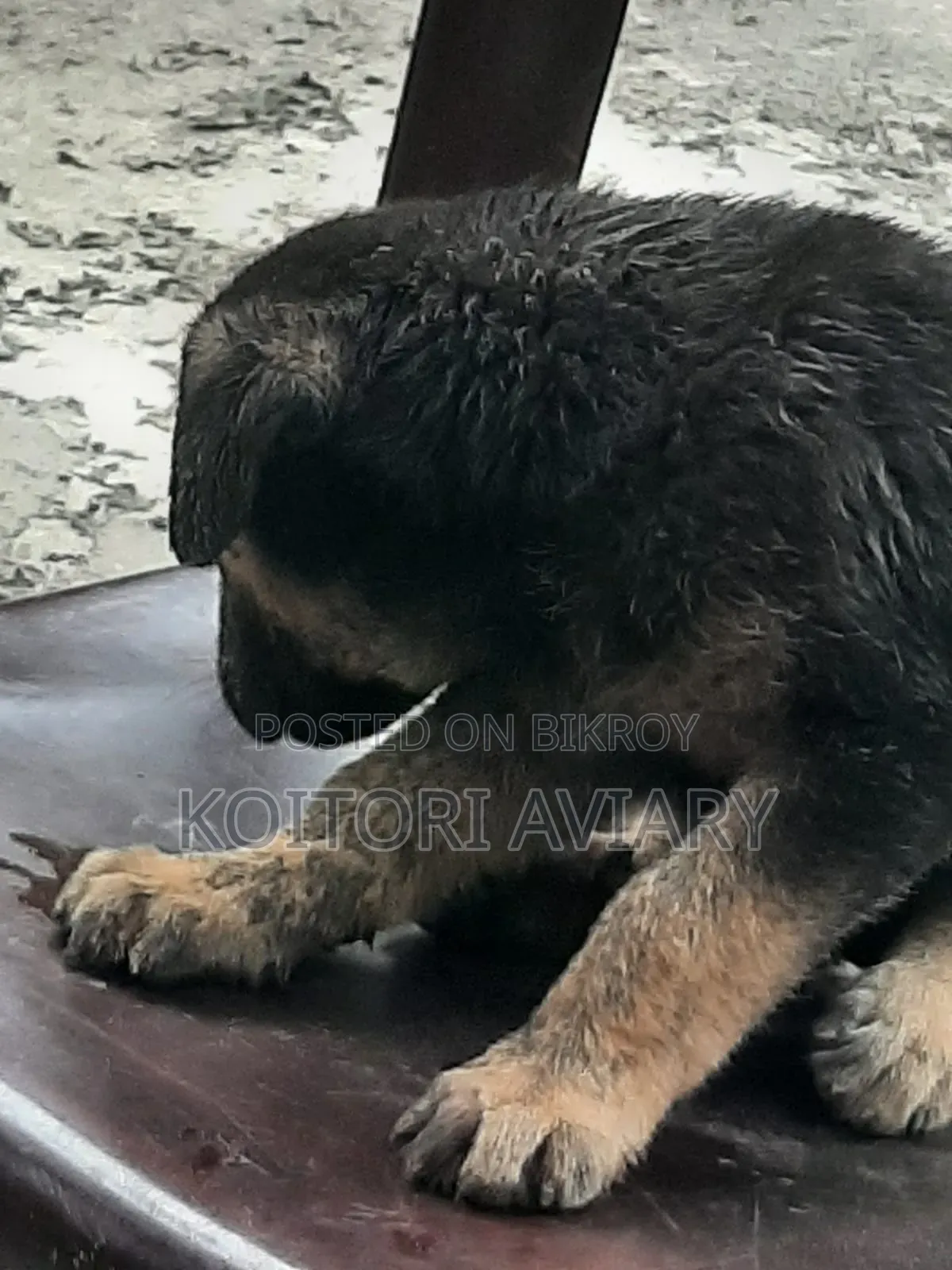 1-3 Months Male Purebred Dutch Shepherd